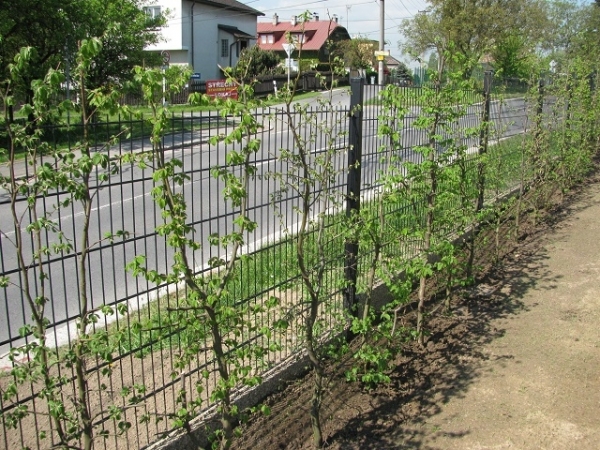 Polanka nad Odrou