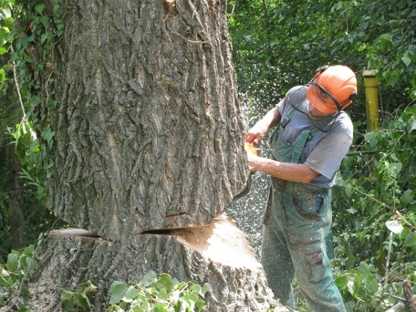 Údržba zeleně, kácení stromů